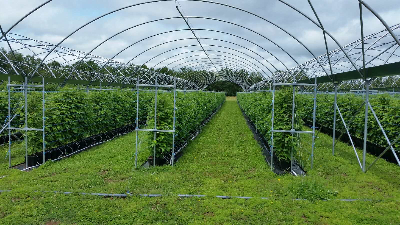 Raspberry Trellis System1 tunneltech.ca