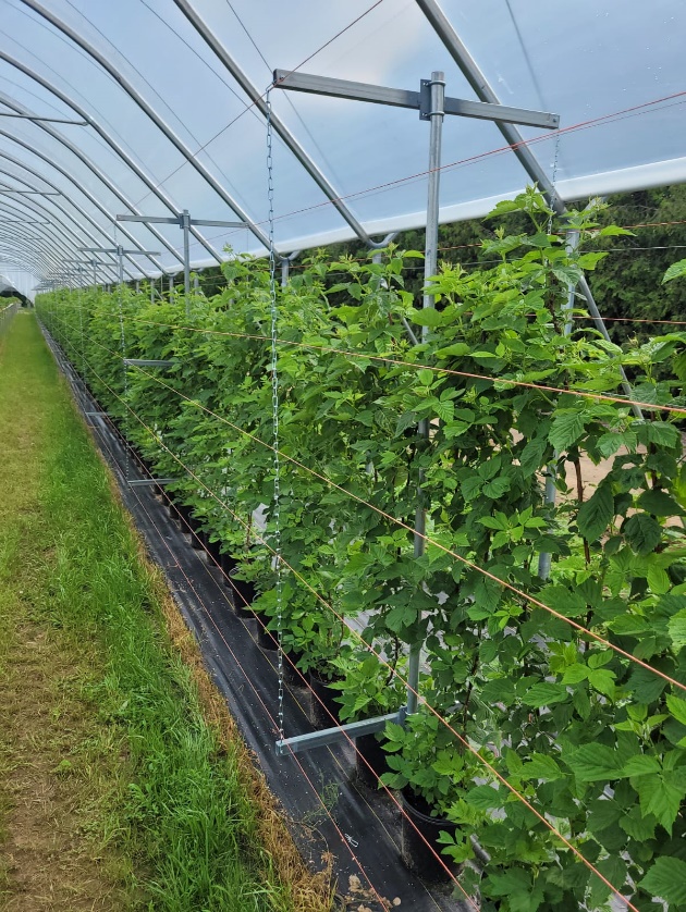 Raspberry Trellis System2 tunneltech.ca
