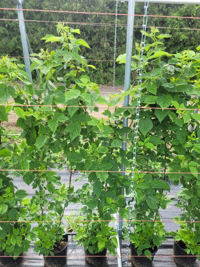 Raspberry Trellis System tunneltech.ca