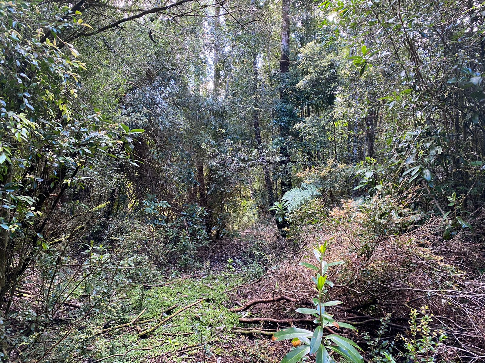 Ahinco Tu Parcela en Chile Tu Parcela en Chile