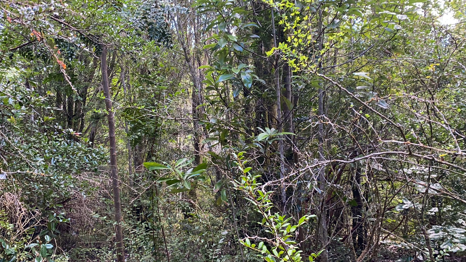 Ahinco Tu Parcela en Chile Tu Parcela en Chile