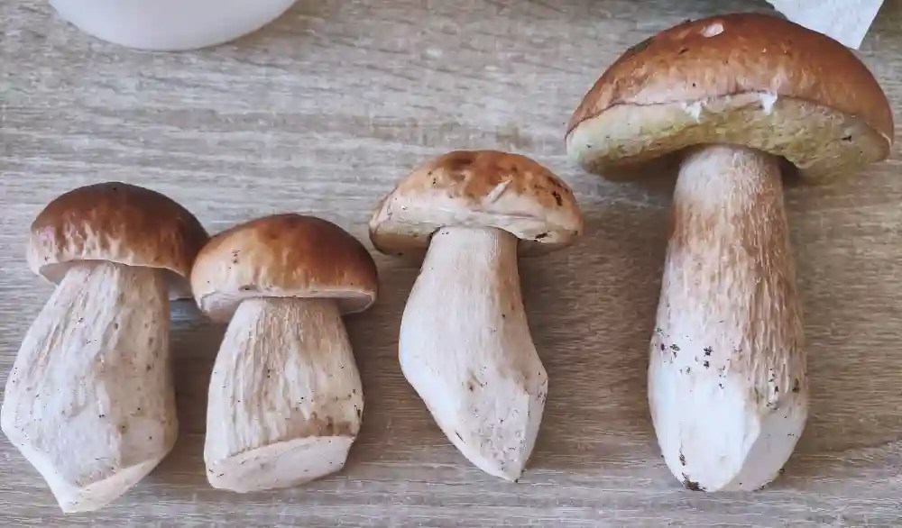 Easy Cooking With Dried Porcini Mushrooms