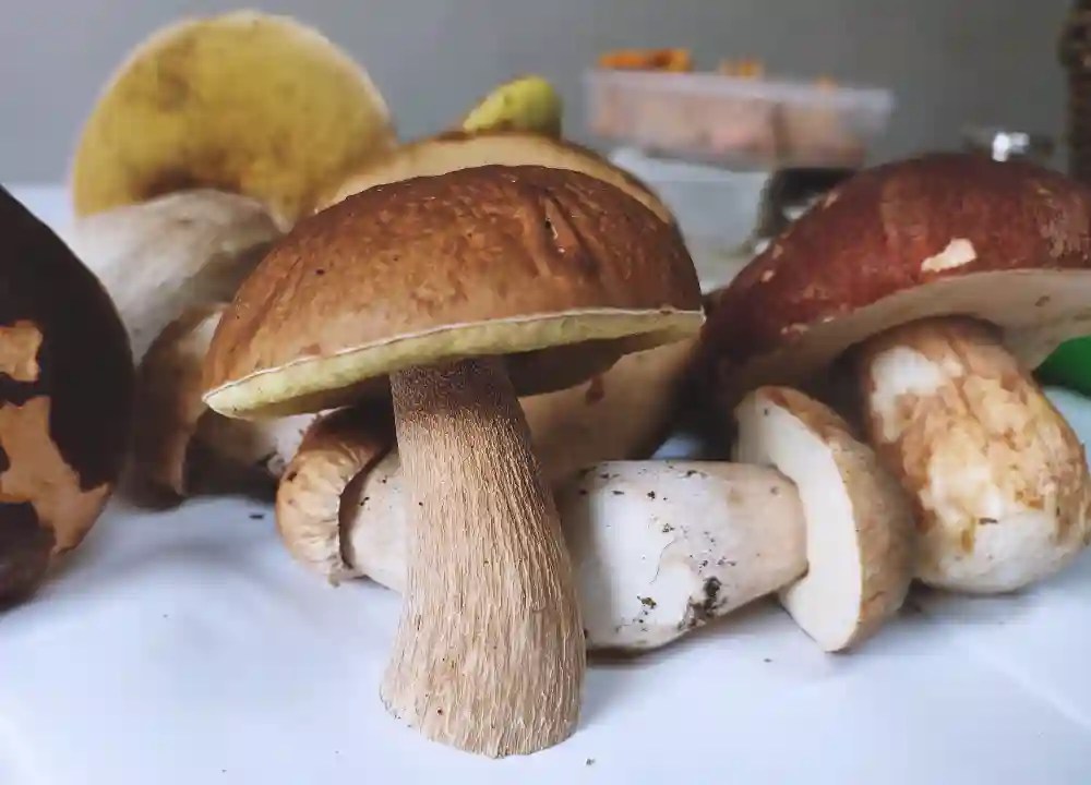 Easy 6 Steps To Freezing Raw Porcini Mushrooms