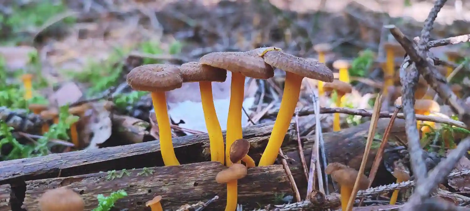 How To Clean Winter Chanterelle Mushrooms (Video)