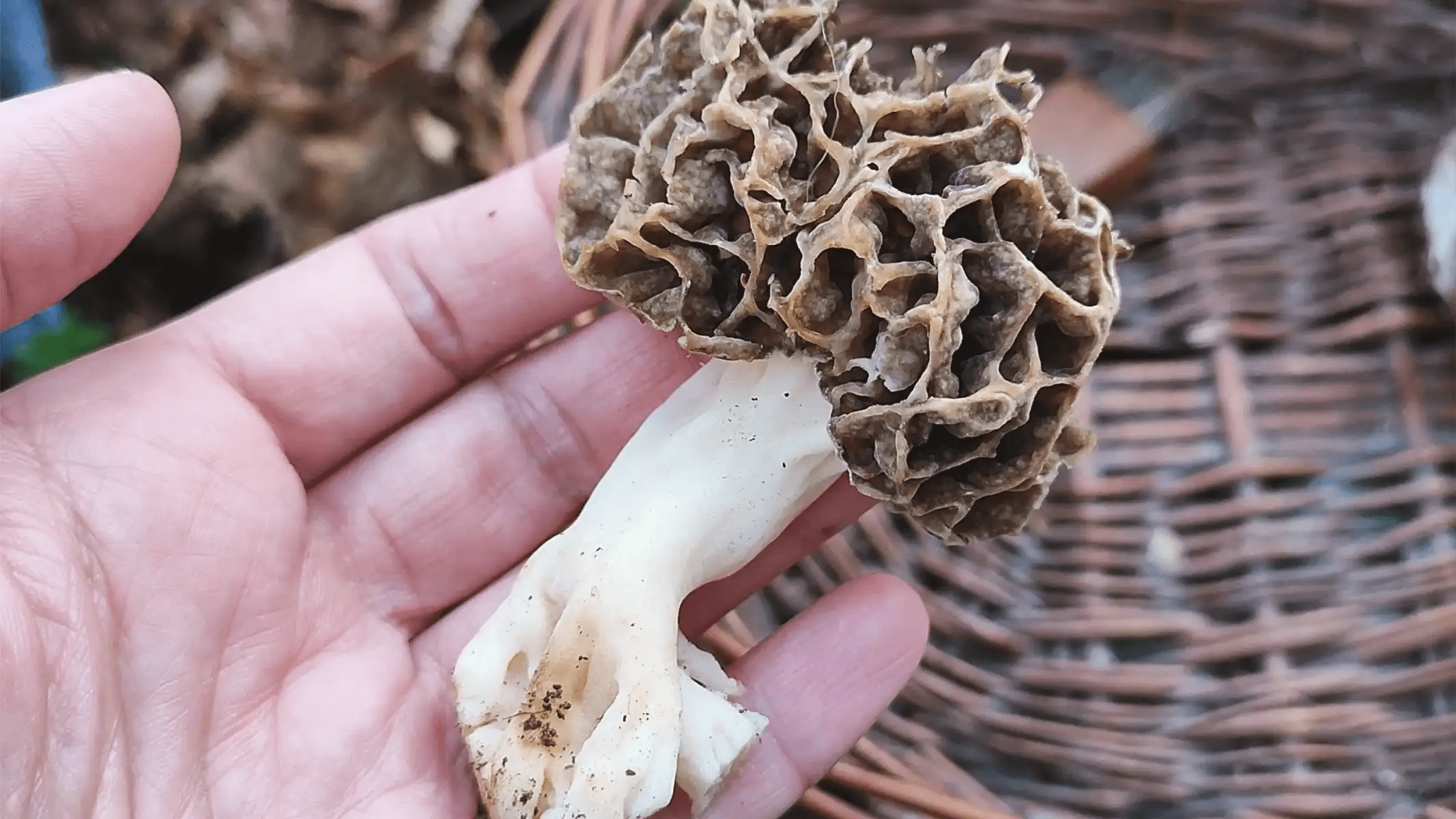 How To Cook & Clean Morel Mushrooms?