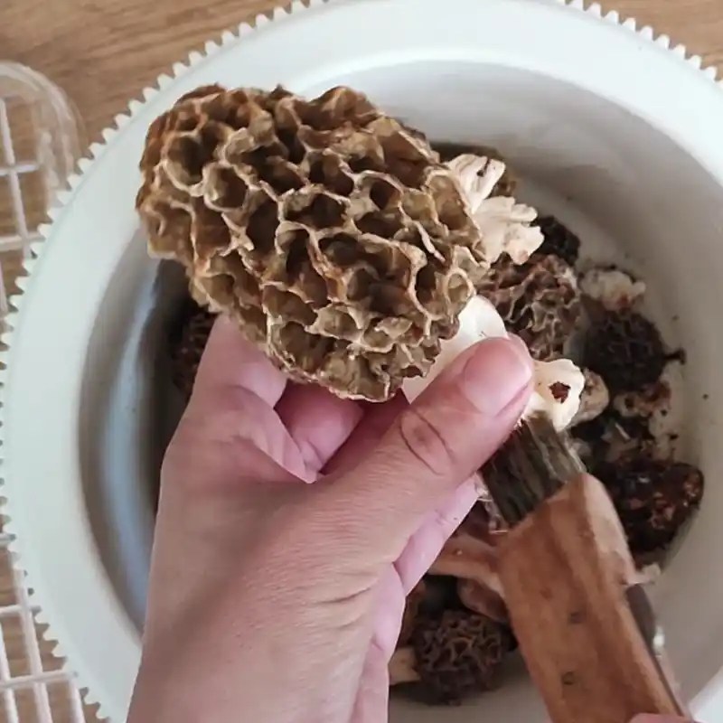 How To Cook & Clean Morel Mushrooms?