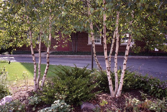 Whitespire Birch | Turcks Trees