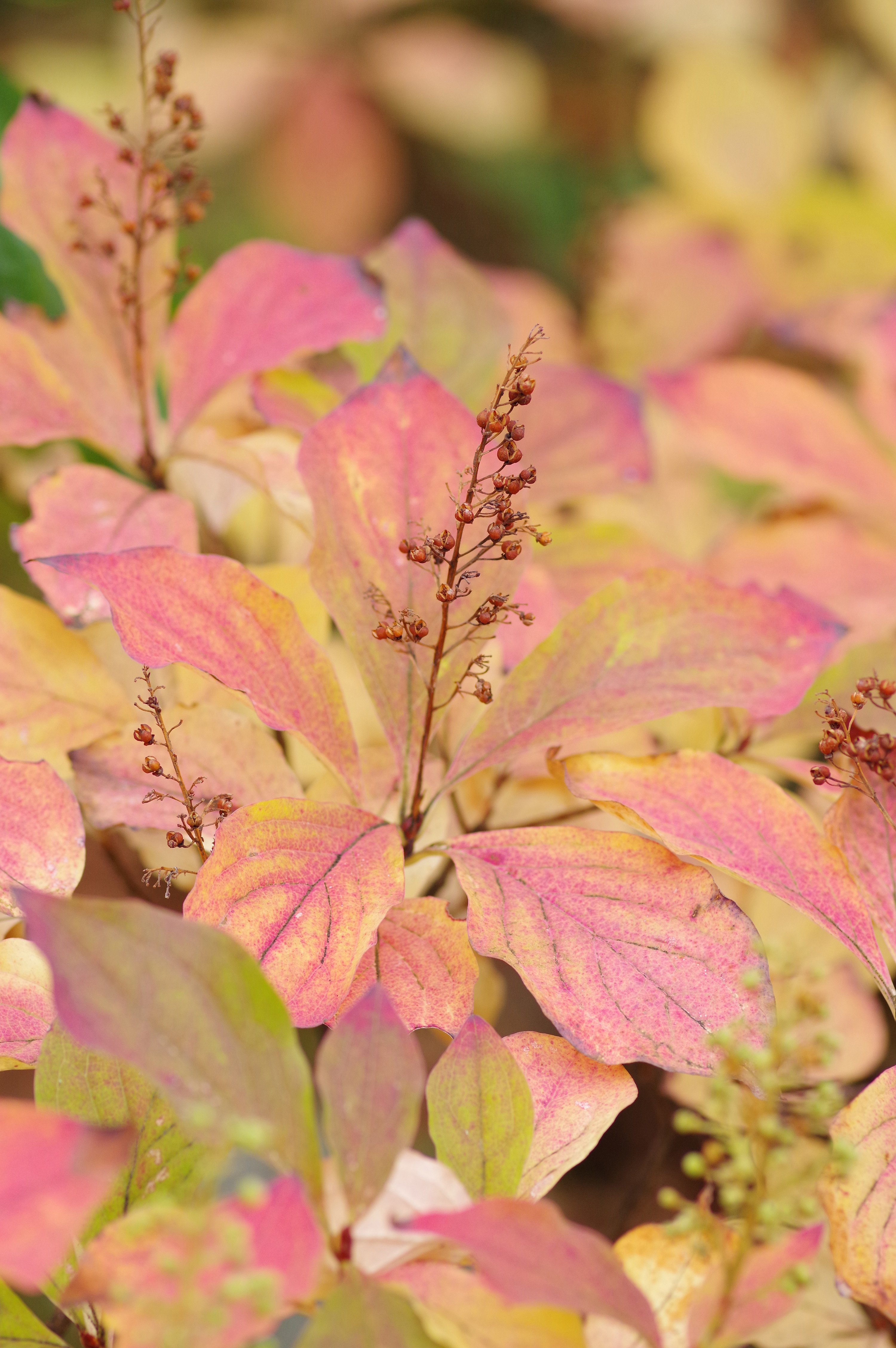 Autumn color ture Japan Nature Photographs
