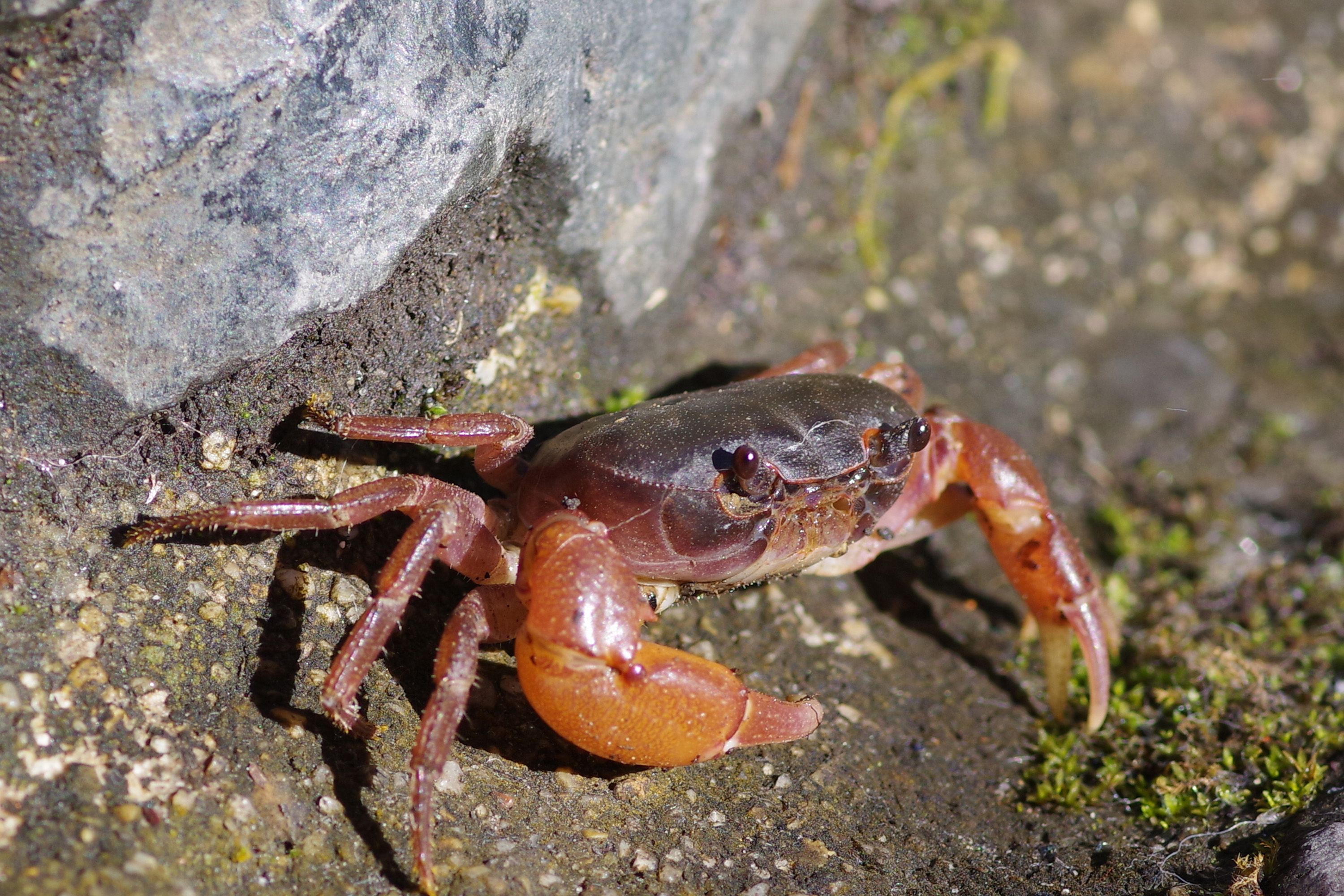 Japanese Freshwater Crab ture Japan Nature Photographs