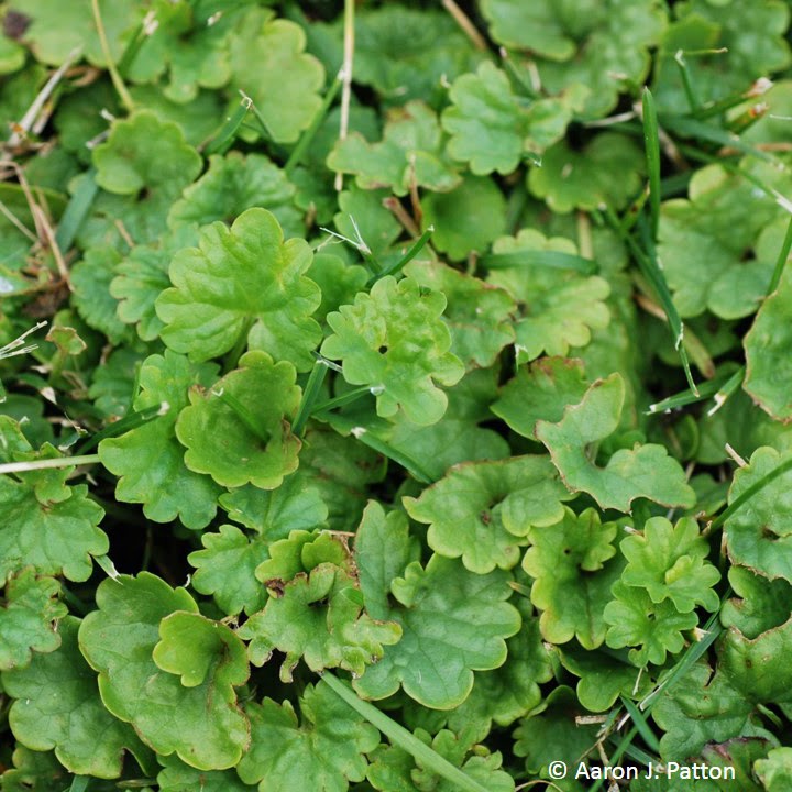 Ground Ivy Purdue University Turfgrass Science at Purdue University