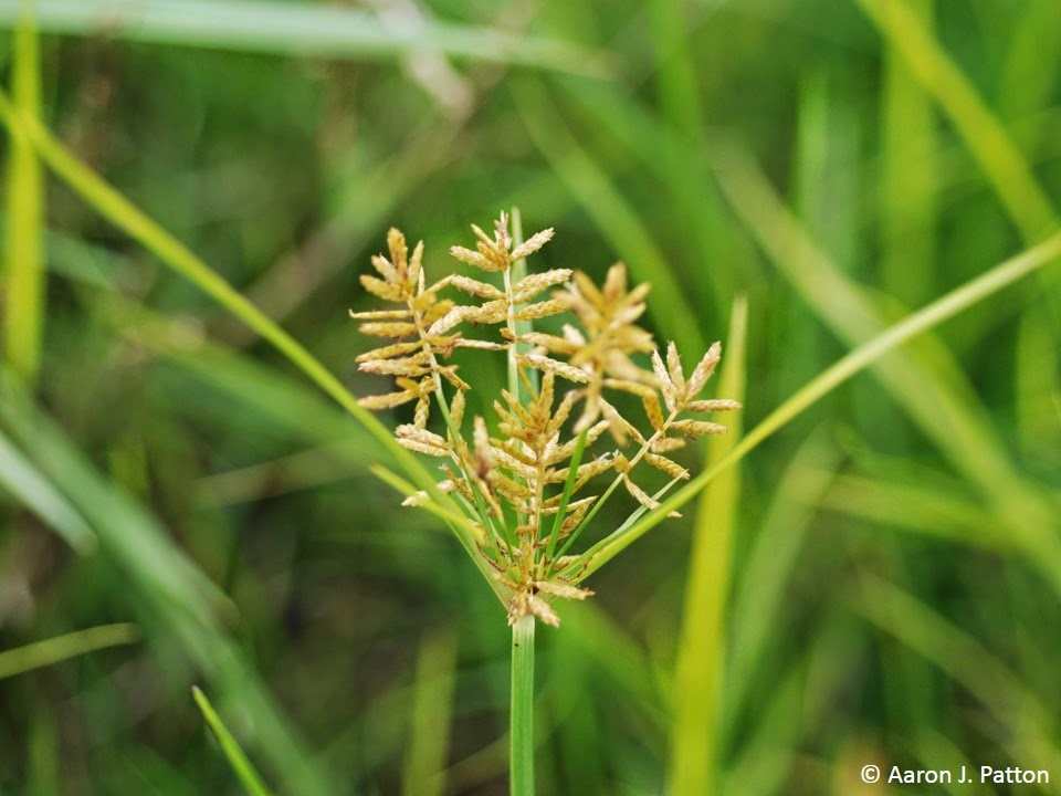 Yellow Nutsedge Purdue University Turfgrass Science at Purdue University