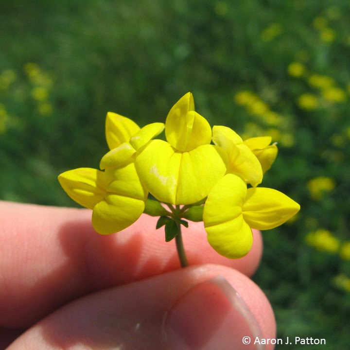 Birdsfoot Trefoil Purdue University Turfgrass Science at Purdue