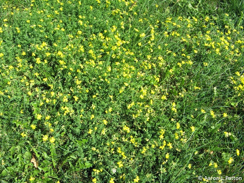 Birdsfoot Trefoil Purdue University Turfgrass Science at Purdue