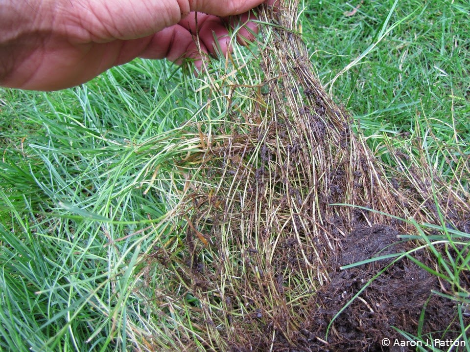 Weed of the Month for November 2014 is Roughstalk Bluegrass Turfgrass