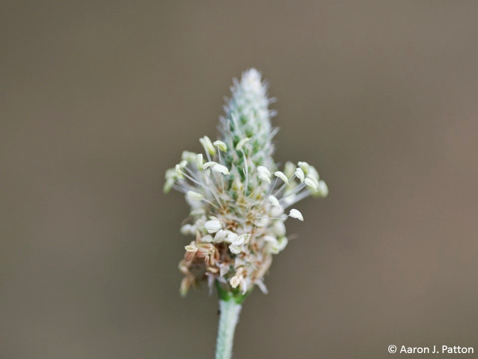 Buckhorn Plantain Purdue University Turfgrass Science at Purdue
