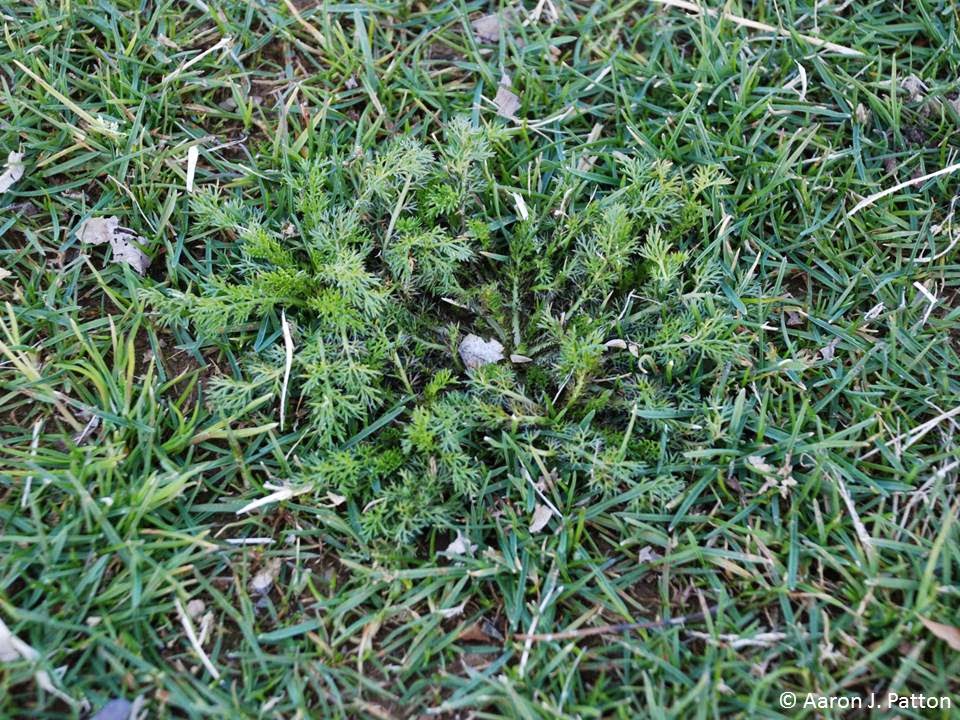 Pineapple Weed Purdue University Turfgrass Science at Purdue University