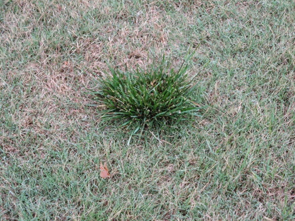 Tall Fescue Purdue University Turfgrass Science at Purdue University