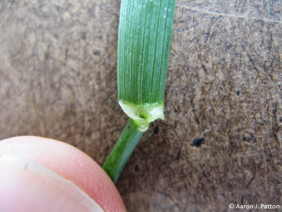Tall Fescue Purdue University Turfgrass Science at Purdue University