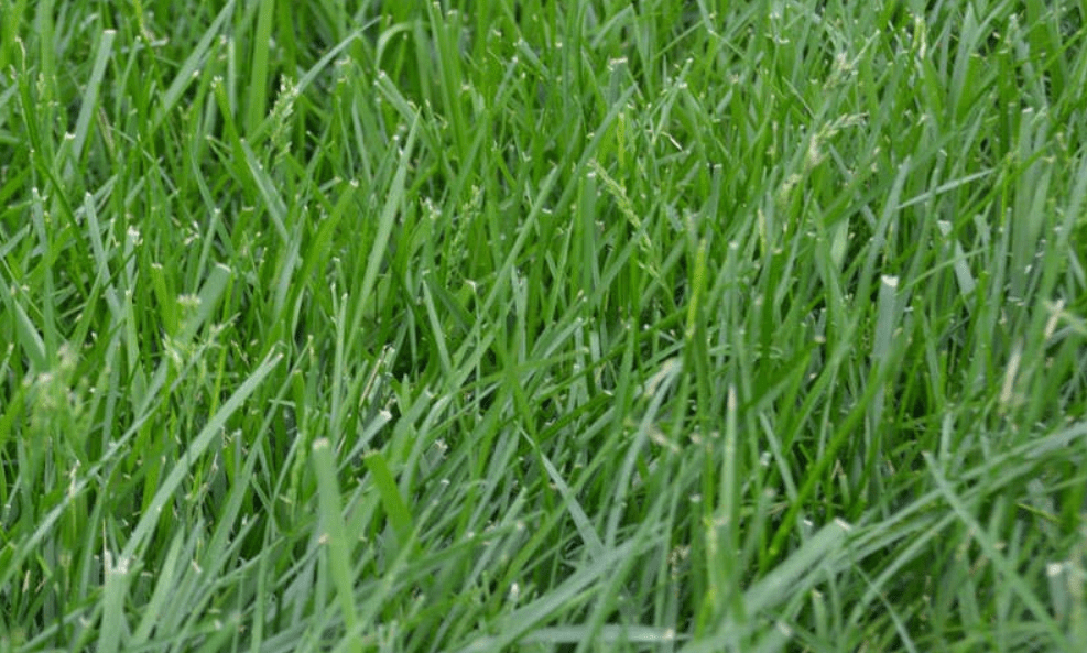 Kentucky 31 Tall Fescue Review and Guide Turf&Till