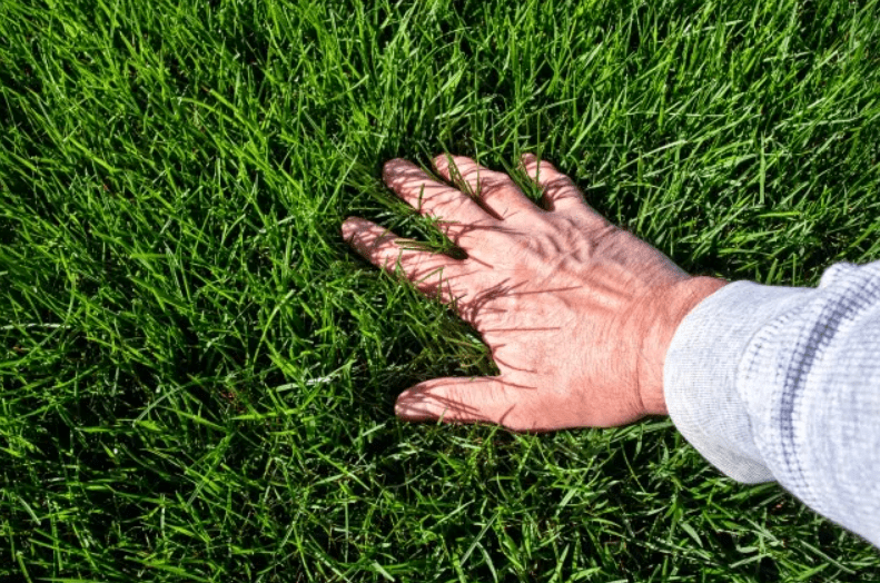 Kentucky 31 Tall Fescue Review and Guide Turf&Till