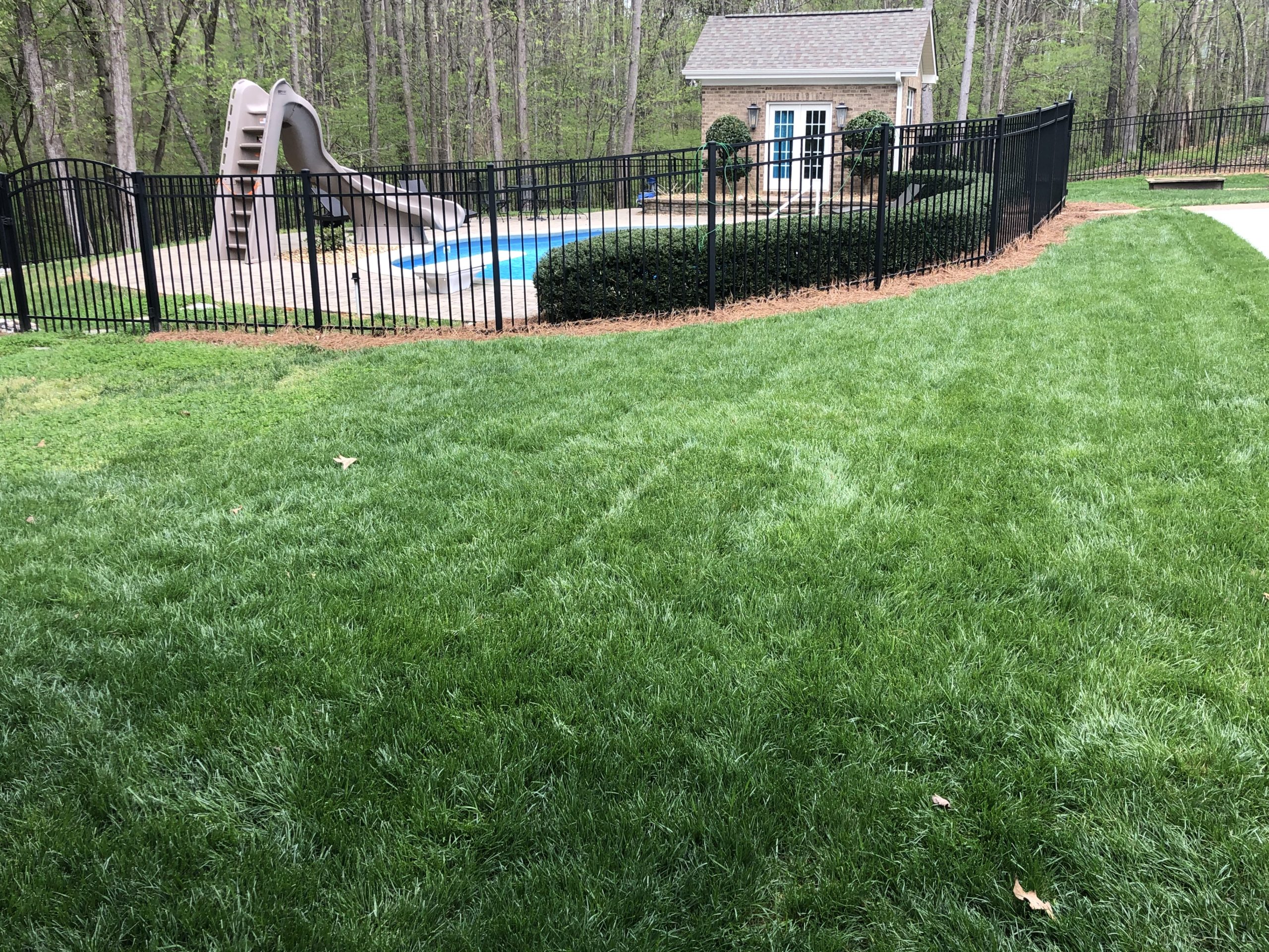 What’s the Best Time to Plant Fescue Grass? Turf Connections