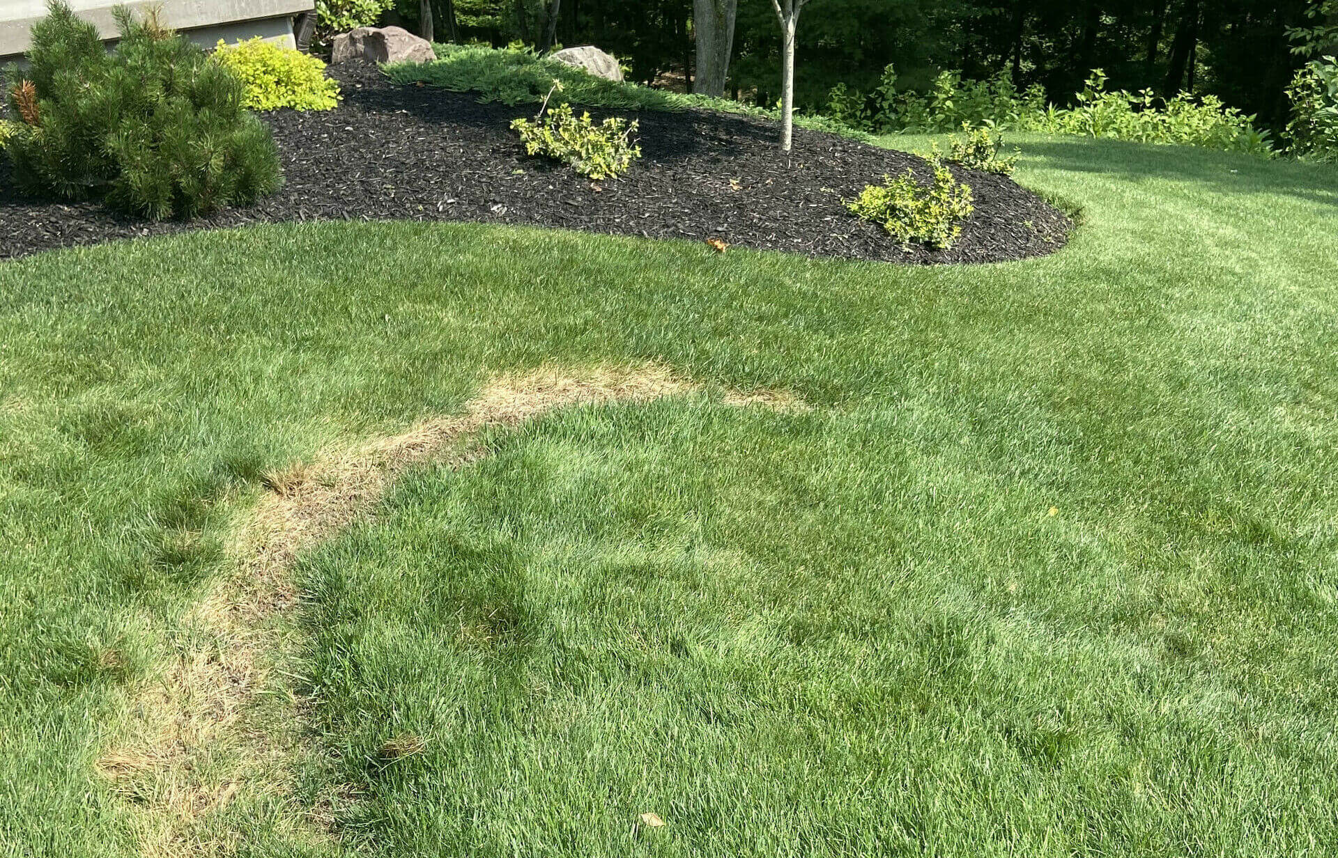 7 Types of Lawn Disease Found In Pennsylvania Turfcor