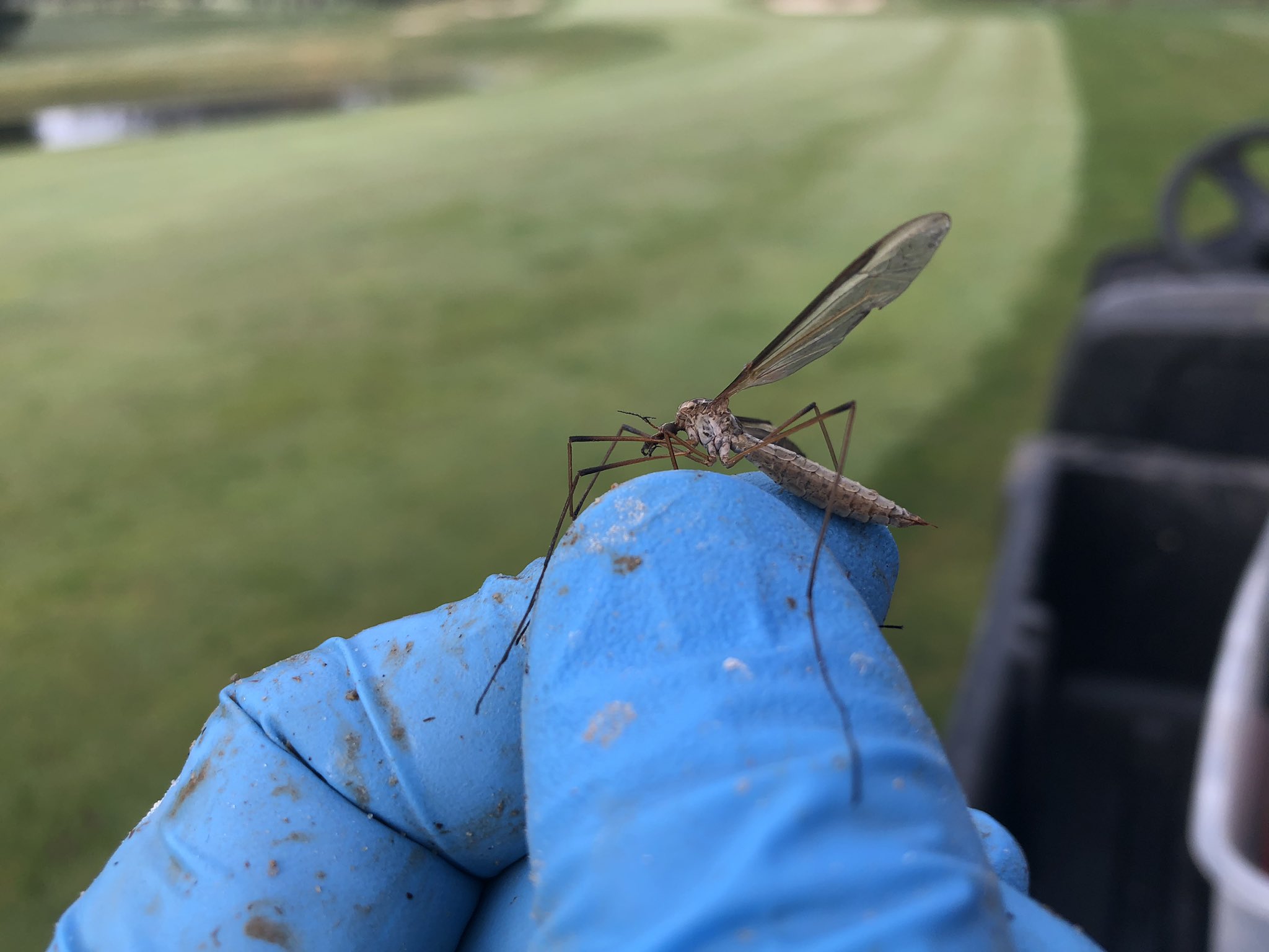 NC Crane Fly Alert Turf Diseases