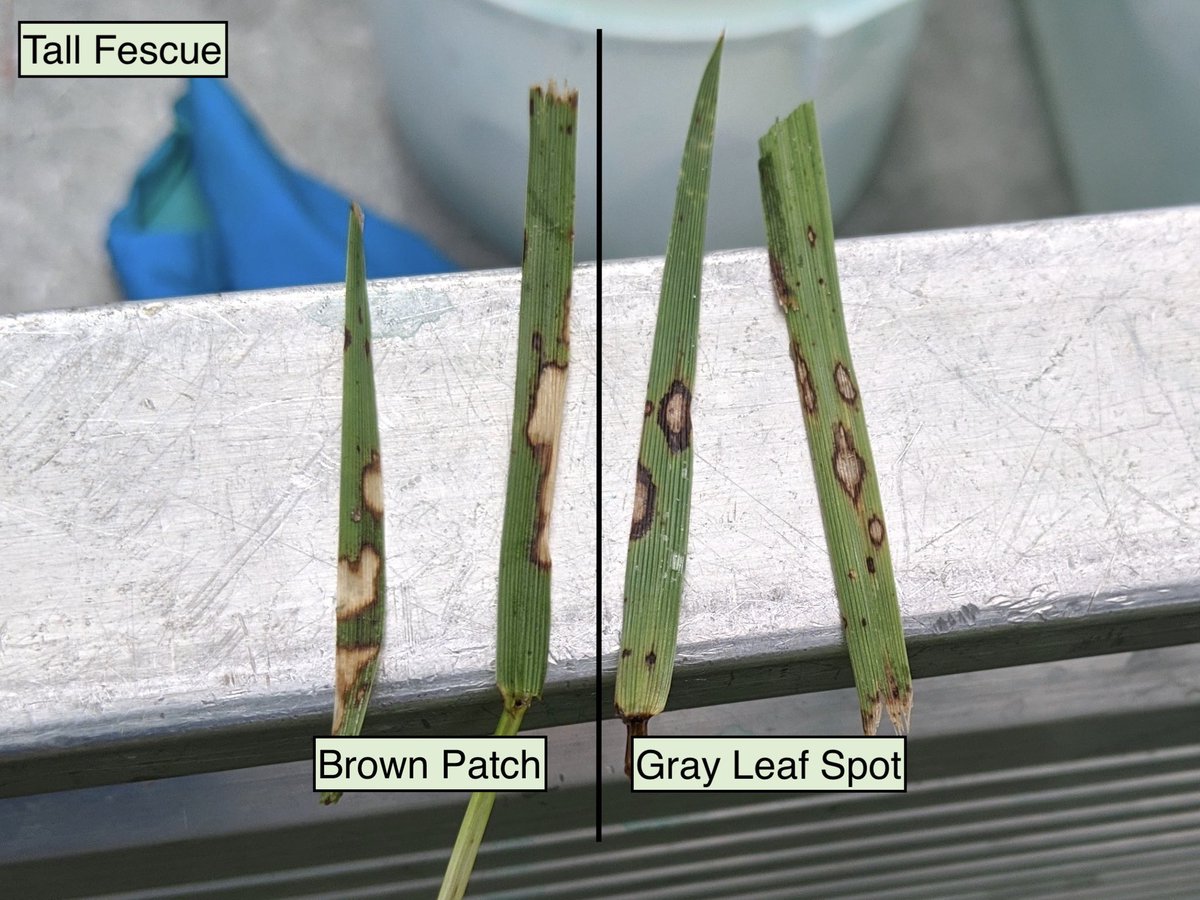Gray Leaf Spot on Tall Fescue Turf Diseases