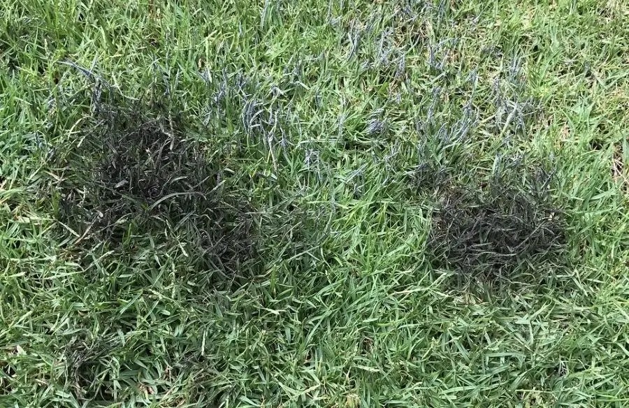 Reasons for Mold on Artificial Turf and What to Do About It TurfGlo