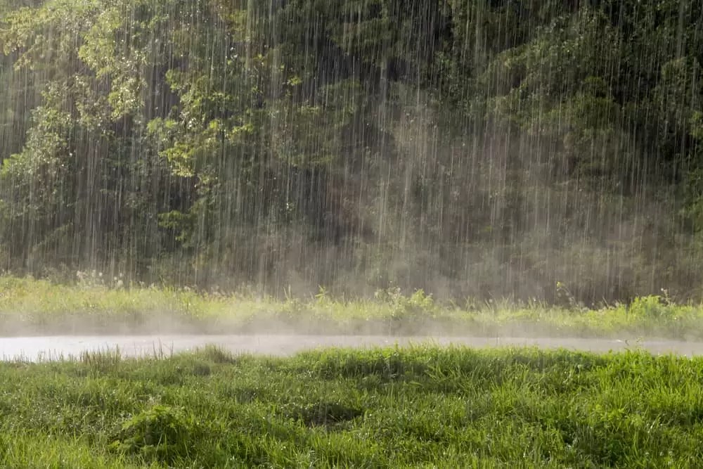 Should You Fertilize Your Lawn Before or After It Rains? Lawn
