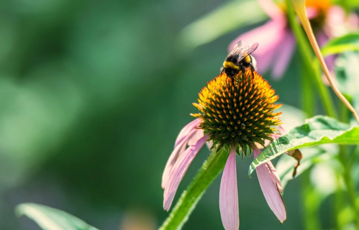 Turf Pro Landscaping Our Favourite Southern Ontario Native Plants