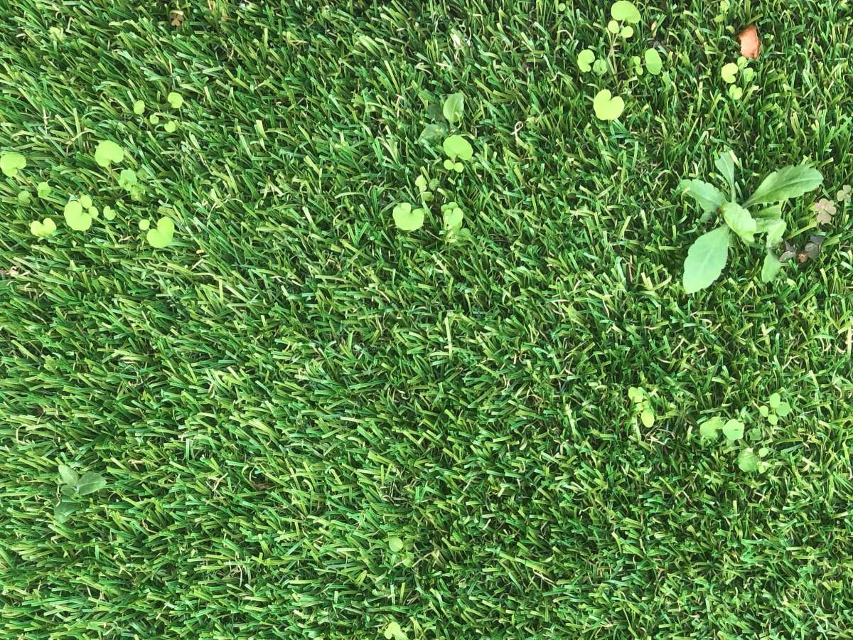 Weeds and Artificial Grass Turf Pros Solution