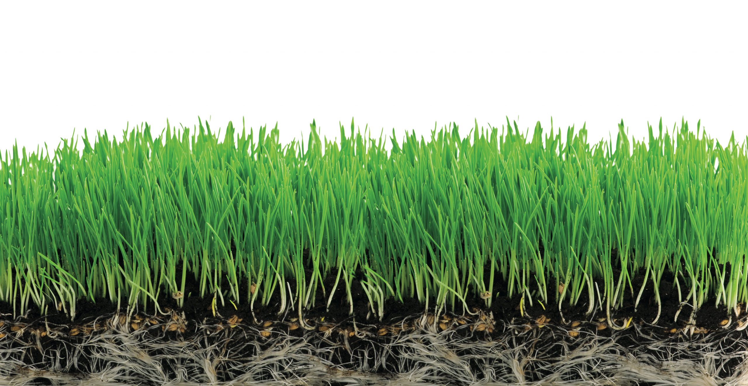 old Grass Seed Mat Wildflowers Microgreens Soil Mulch Film