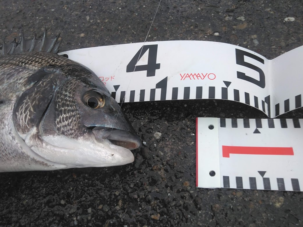 紀州釣りで最初のチヌ・黒鯛を釣ろう！超かんたん解説 釣りとキャンプのマガジンBlue's