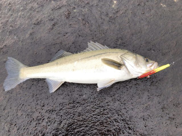 トップ100+イワシ 釣り 方 ルアー すべての魚の画像