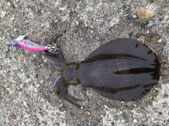 初めての佐渡遠征④‐エギング・アジング