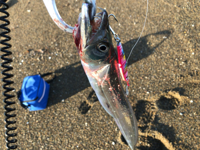 青物が不在なのでタチウオ狩り新潟県上越市青物