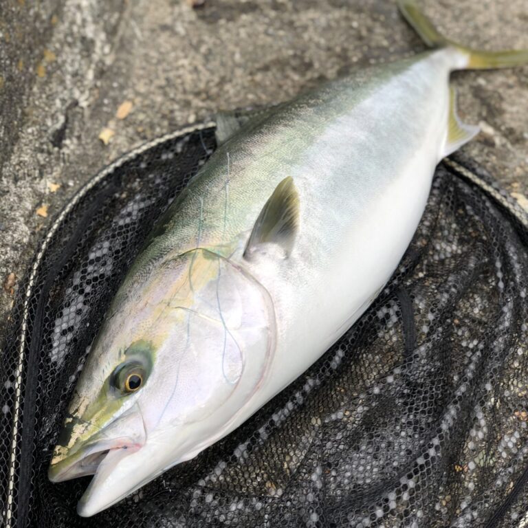泳がせ釣り釣行記 【コノシロ泳がせでブリをゲット】│釣りケンFishing!!