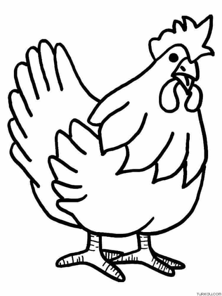 Crazy Chicken Colouring Coloring Page » Turkau