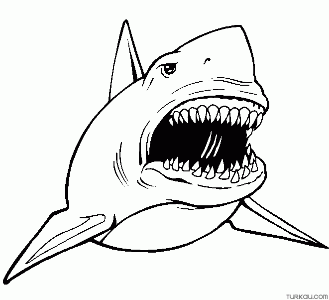 Baby Shark Painting Coloring Page » Turkau