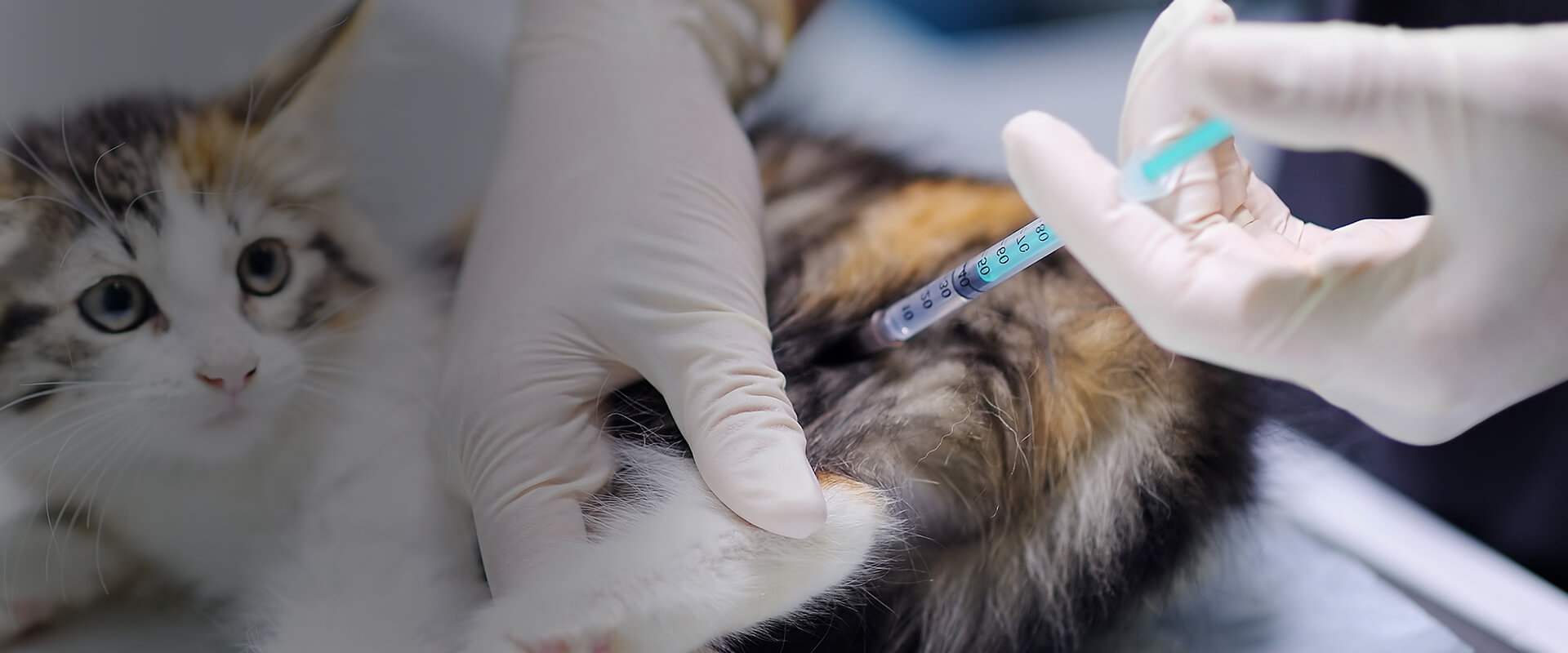 Pet Vaccinations Near Me 33563 Turkey Creek Animal Hospital