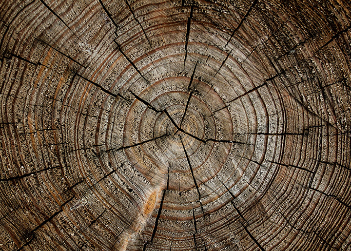 Logging Service Clear & Selective Turner Logging