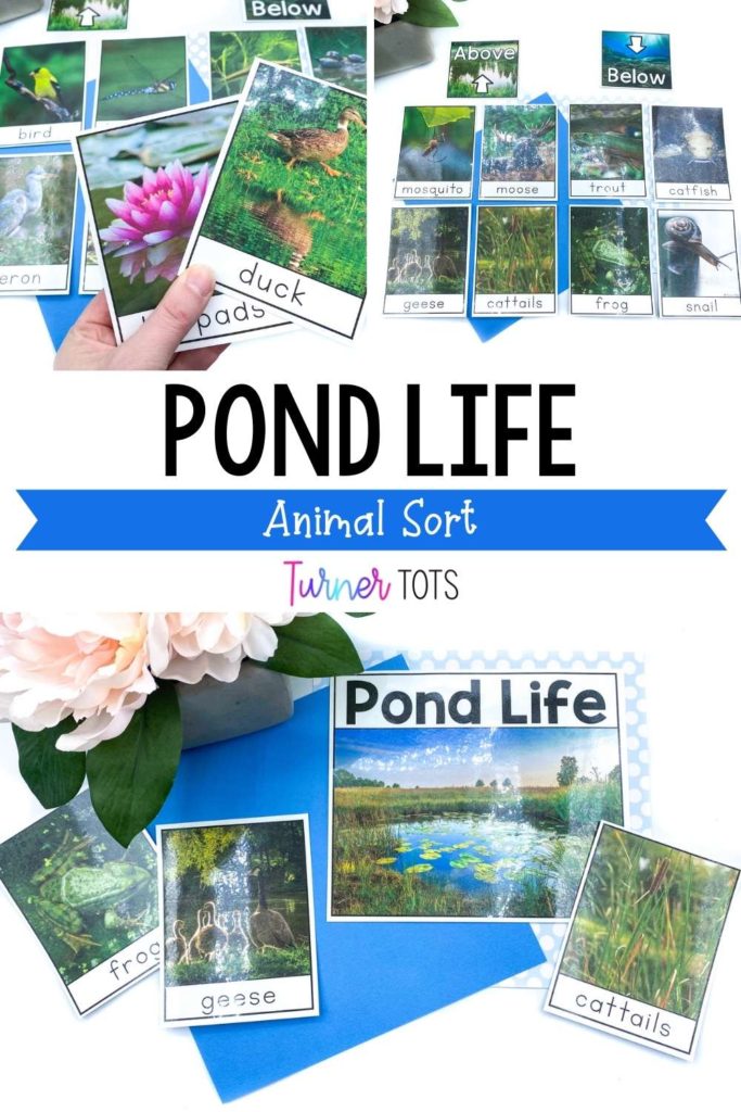 Pond Science Activities That'll Lure in a Love of Learning Turner Tots