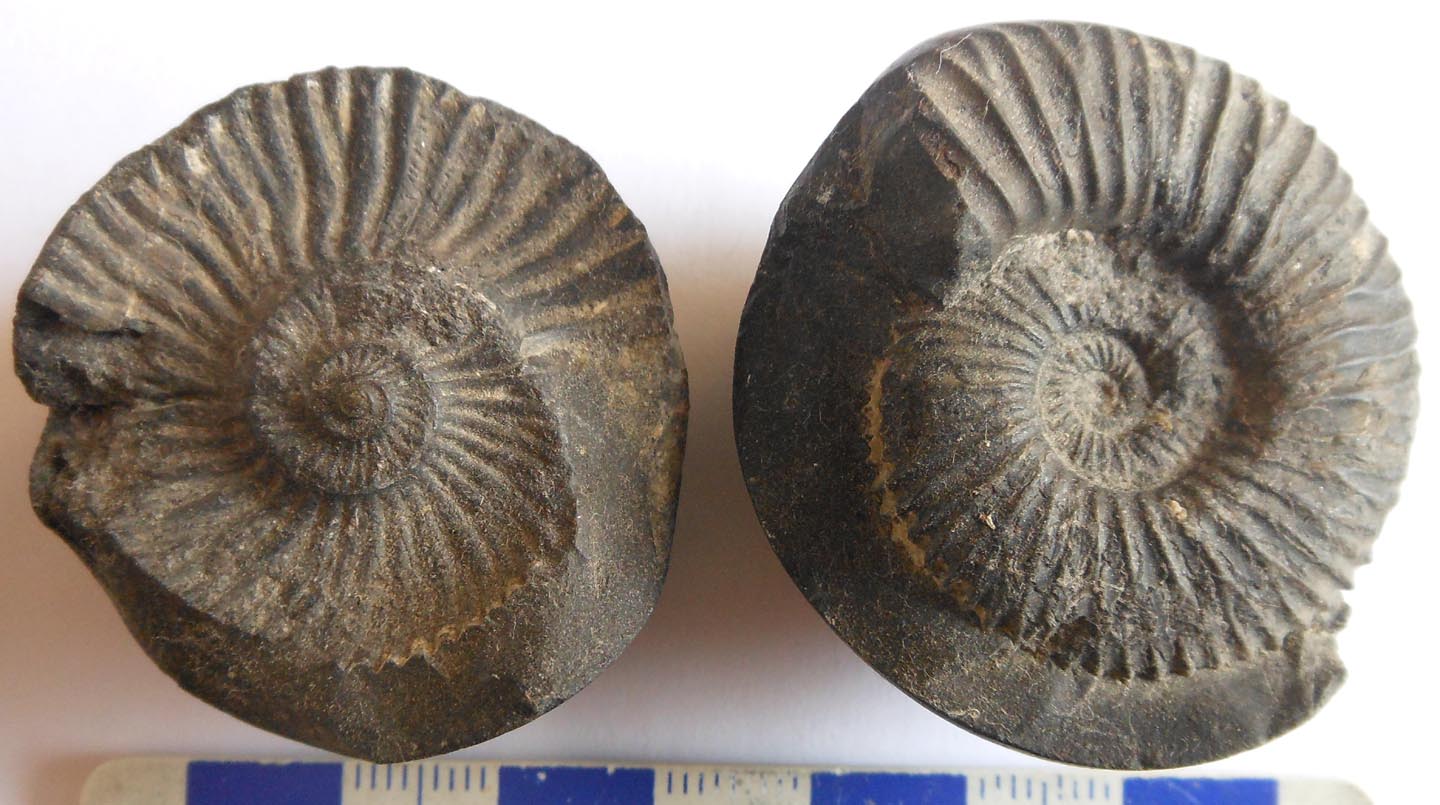 Cephalopod fossils in concretions from Nepal