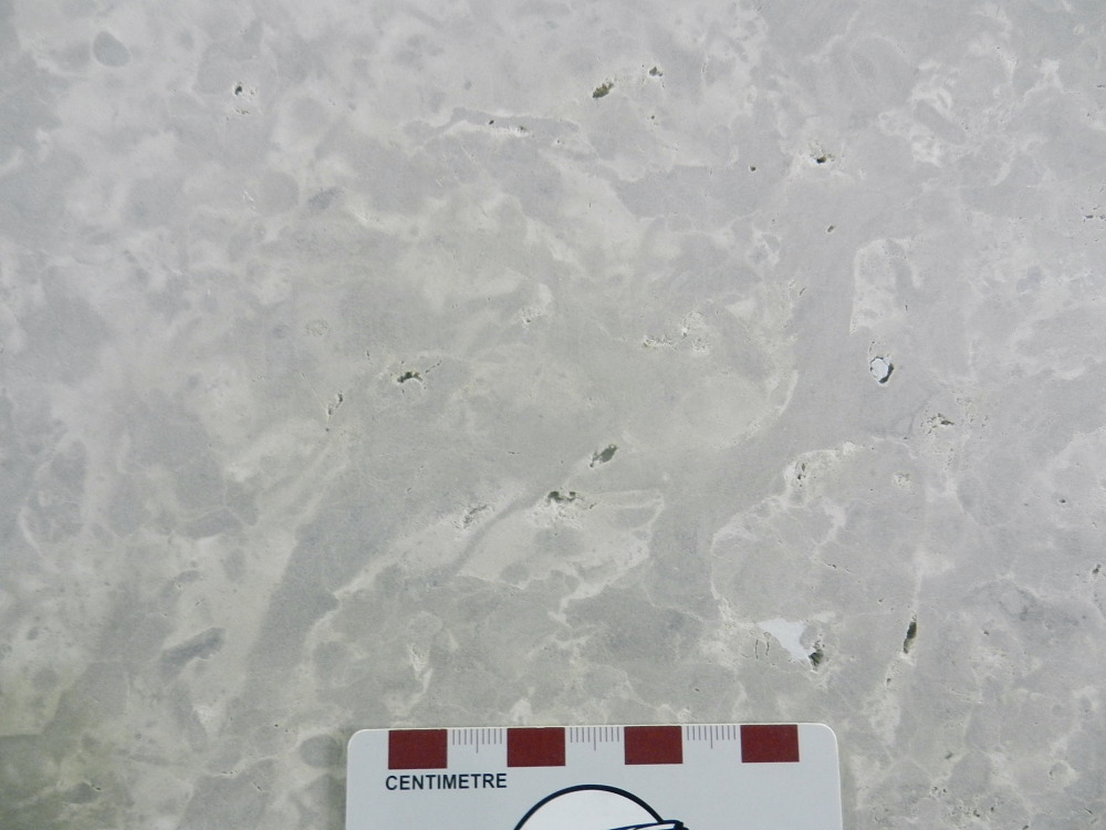 Tyndall Stone, Manitoba trace fossils in limestone