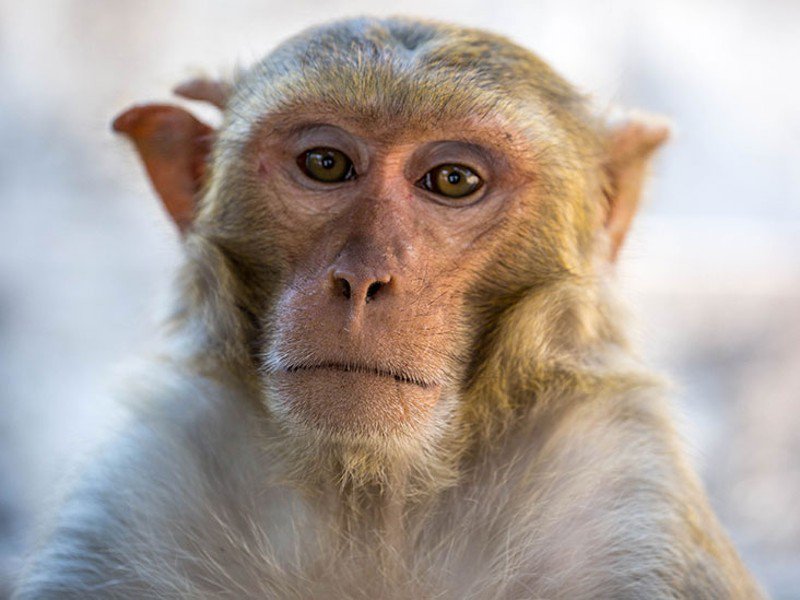 Lab monkeys escape after US road crash, one on the loose