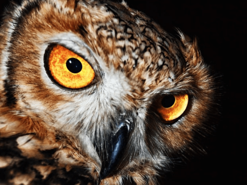 Cuteness alert Owl casually rides a toy horse