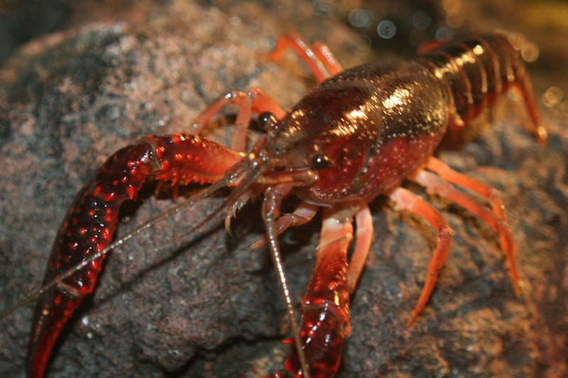 Crayfish under threat from poachers