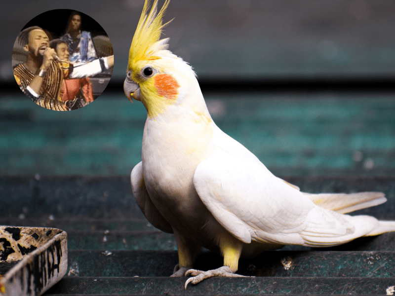 Viral bird alarm clock Kiki wakes up owner singing 'September'