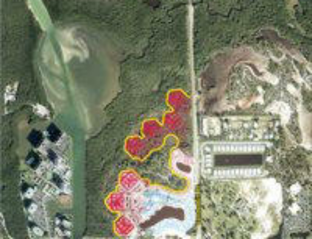 Kismet Gopher Tortoise Relocation • Turrell, Hall & Associates, Inc.